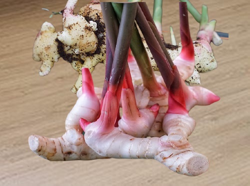 갈랑갈 뿌리