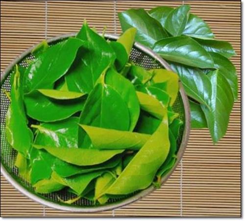 감잎차용 감나무잎