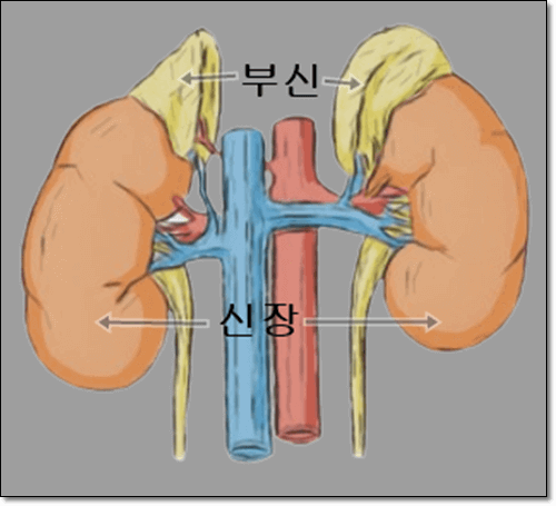 신장과 부신 이미지 