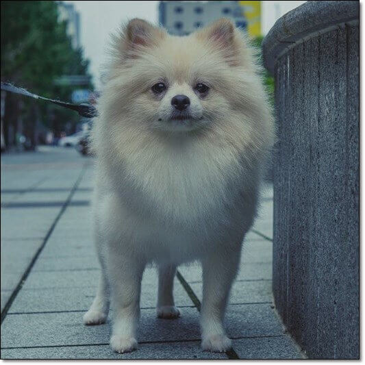 개, 고양이 – 눈 벌레