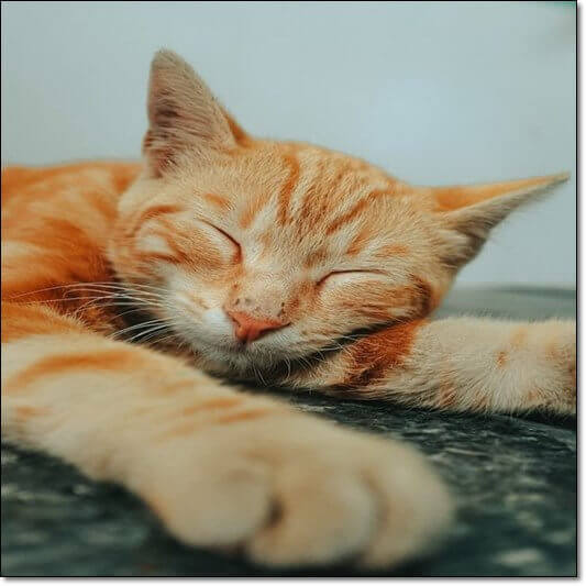 개, 고양이  동양안충증
