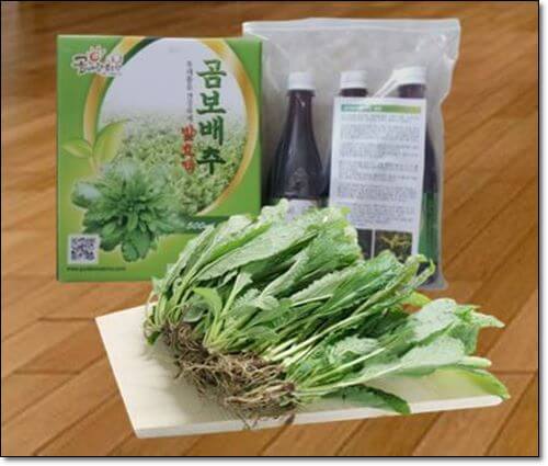 곰보배추 효능 및 영양성분 먹는 법 주의점
