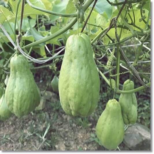 차요테 효능 및 요리 2