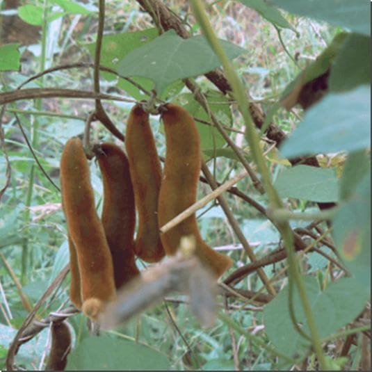 도파민 효능 5