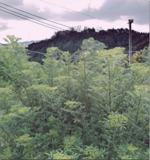 산초 효능 먹는 법과 주의점