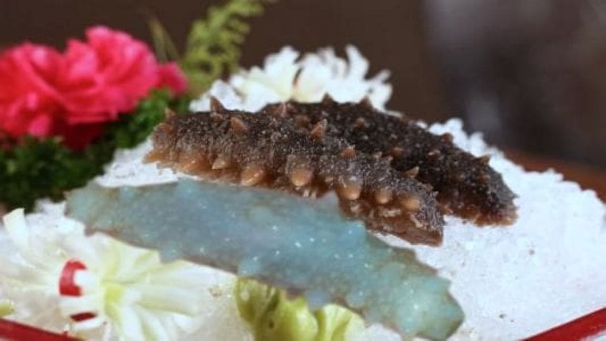 백해삼 효능 및 활성 성분, 먹는 법과 주의점