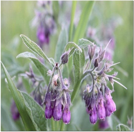 컴프리comfrey 알란토인 1이